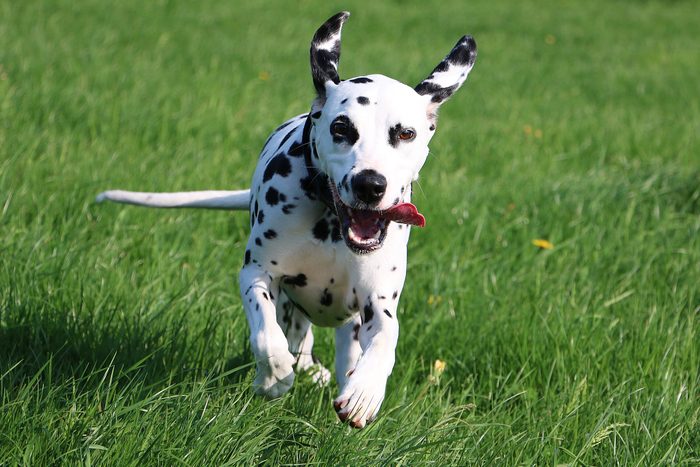 dalmatian dog running in the garden