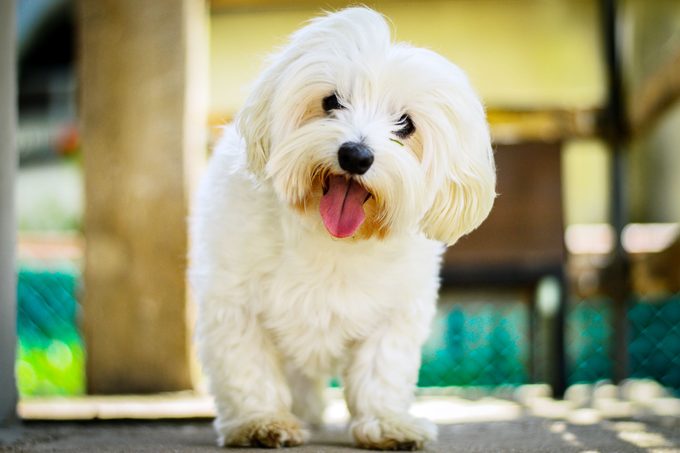 happy maltese dog