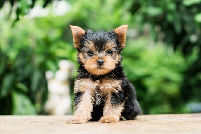 teacup yorkshire terrier sitting outside