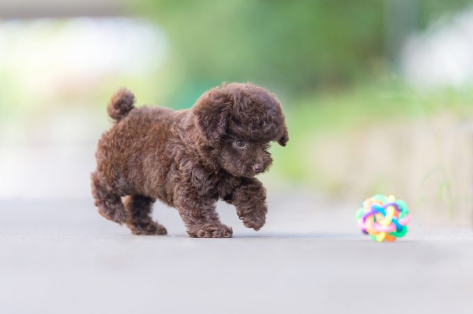 teacup poodle playing with a toy outdoors