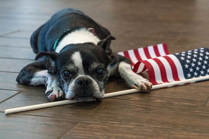 Boston Terrier lays down on the brown wood floor with American Flag under her Paw for the 4th of July