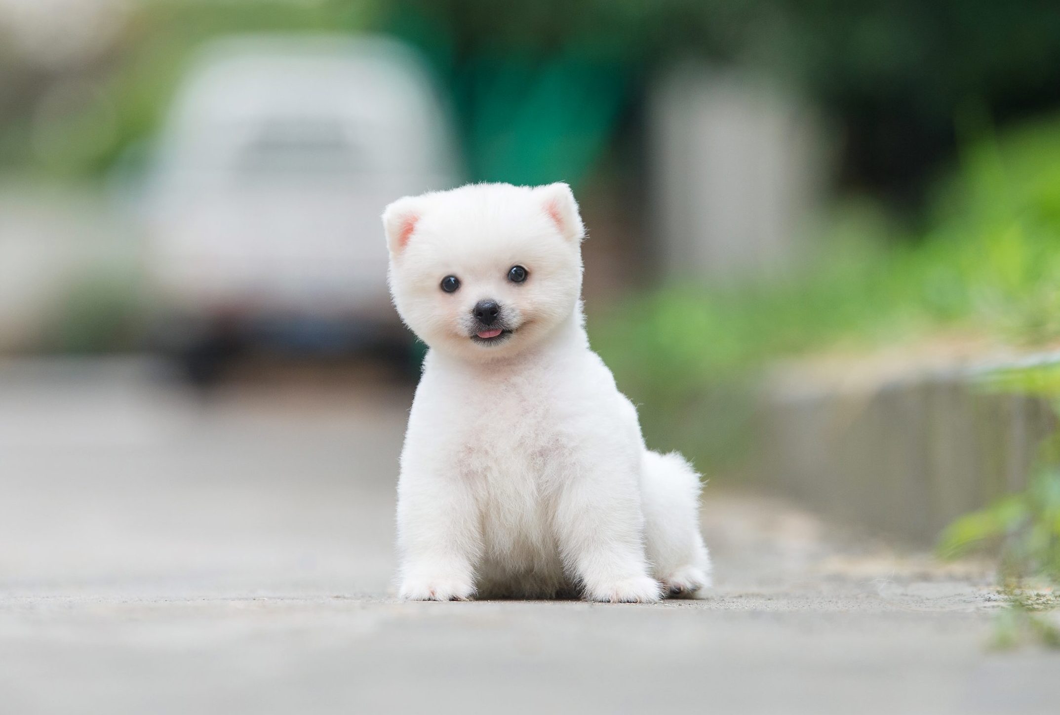 17 Too-Cute Teacup Dog Breeds with Pictures