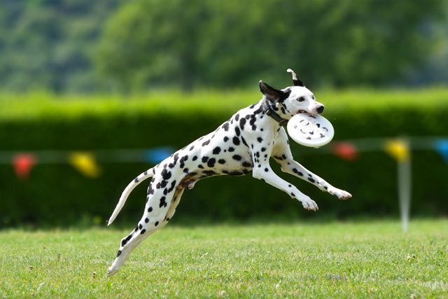 a Dalmatian dog playing with frisbee