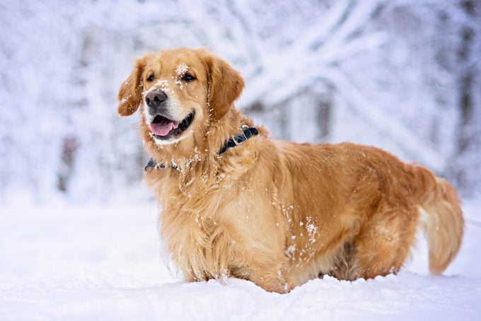 Golden Retriever dog standing in the snow in winter forest