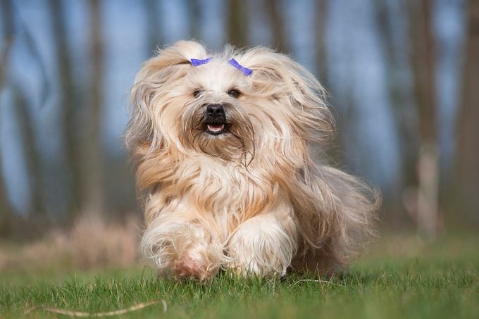Yellow Havanese with two purple hair clips on ears running on grass