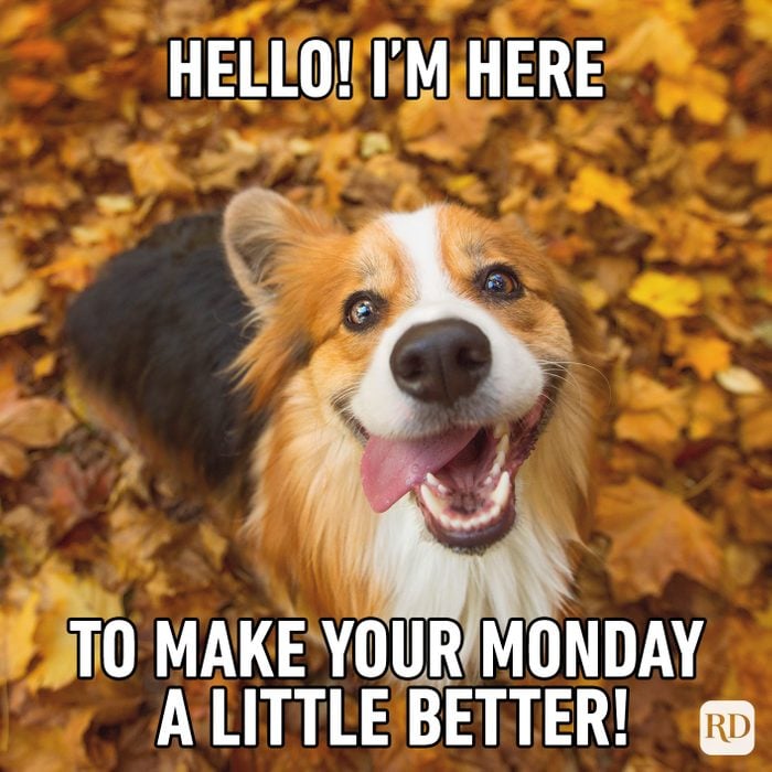 Hello! I’m Here To Make Your Monday A Little Better!