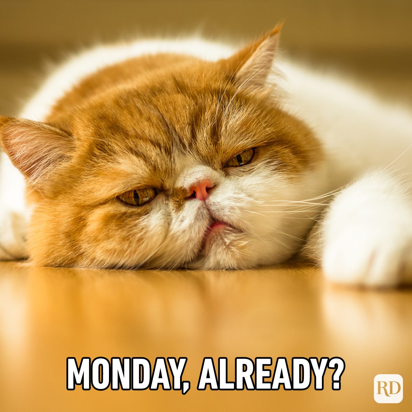 Monday, Already?