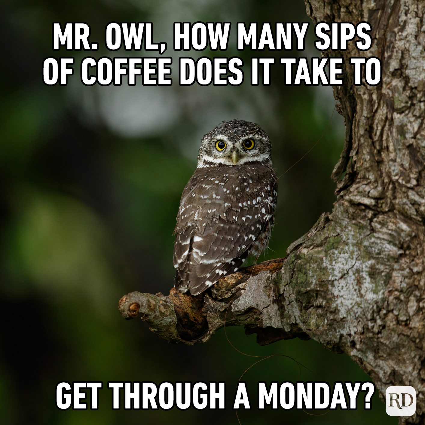 Mr. Owl, How Many Sips Of Coffee Does It Take To Get Through A Monday?