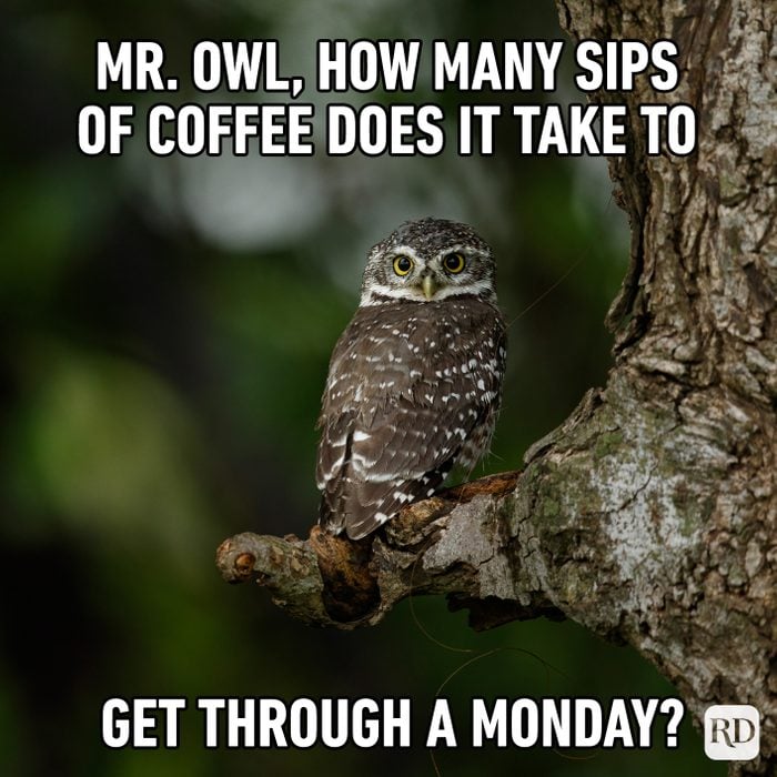 Mr. Owl, How Many Sips Of Coffee Does It Take To Get Through A Monday?