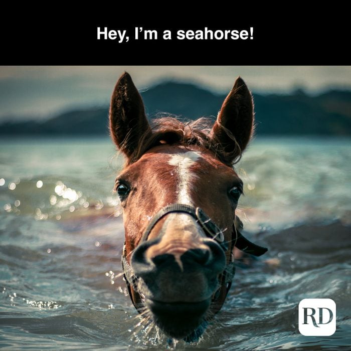 Horse in water MEME TEXT: Hey, I'm a seahorse!