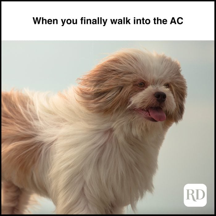 Dog with long wind blown fur MEME TEXT: When you finally walk into the AC