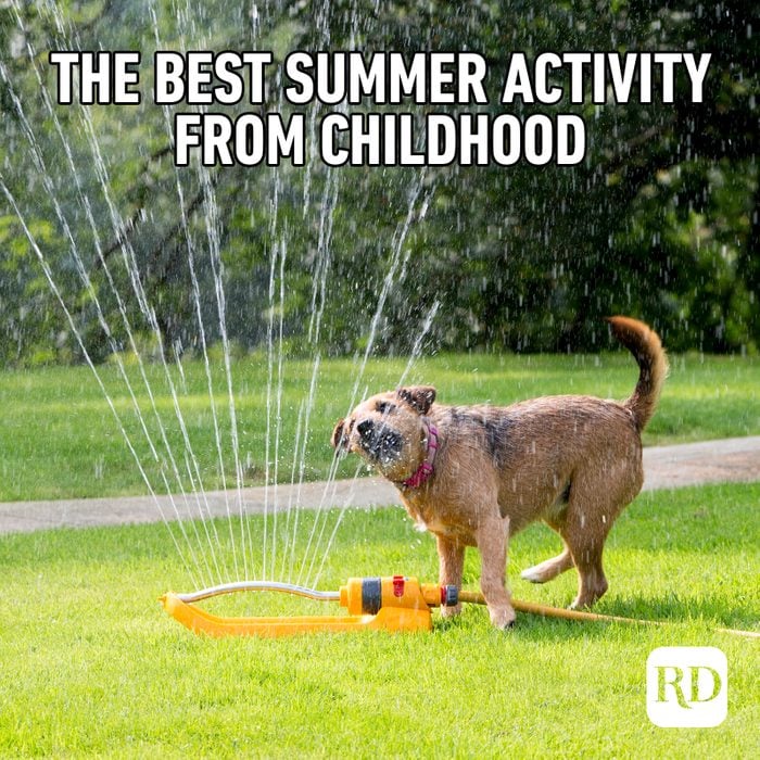 Dog playing with lawn sprinkler MEME TEXT: The best summer activity from childhood