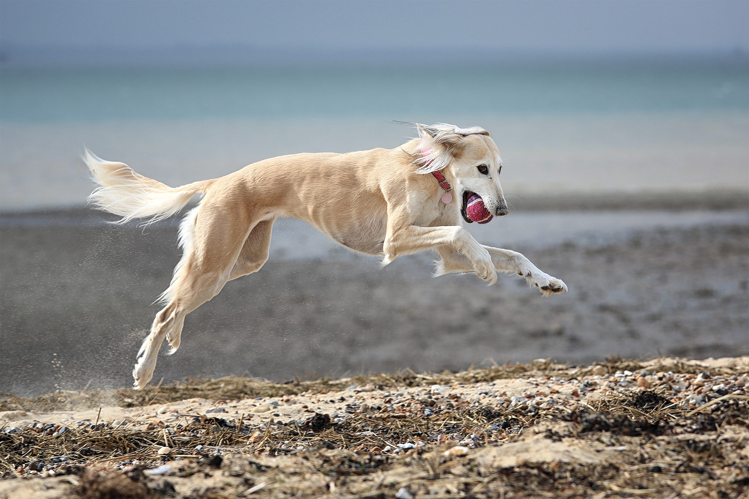 A white Saluki dog [Persian greyhound] running on the beach with a tennis ball in it's mouth