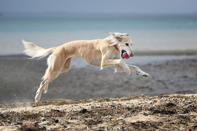 A white Saluki dog [Persian greyhound] running on the beach with a tennis ball in it's mouth