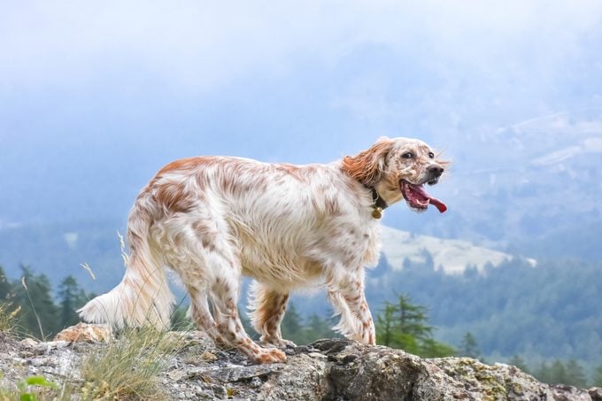 Purebred female English Setter with tongue sticking out and standing on a mountain rock in front of a valley