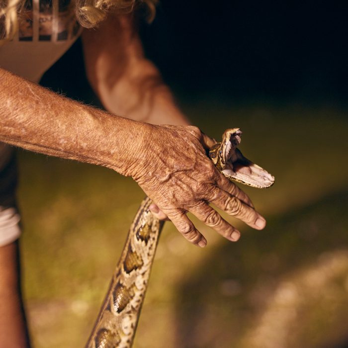 Close up of Anne Gorden-Vega’s hands handling a hissing Burmese Python