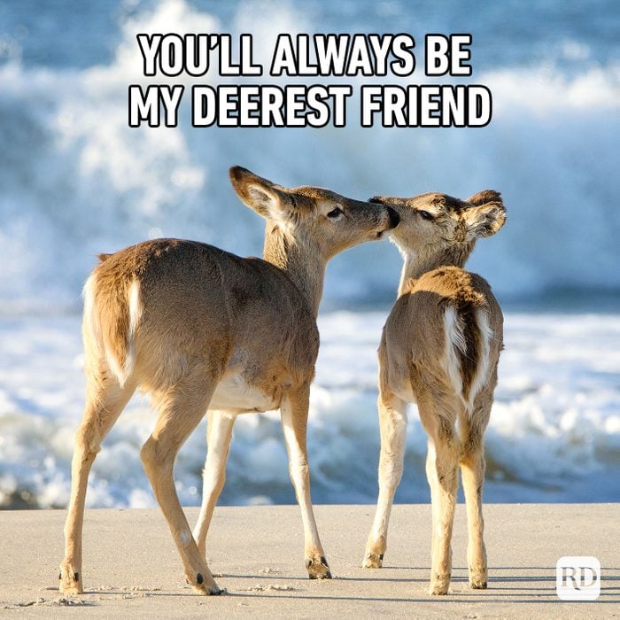 You’ll Always Be My Deerest Friend