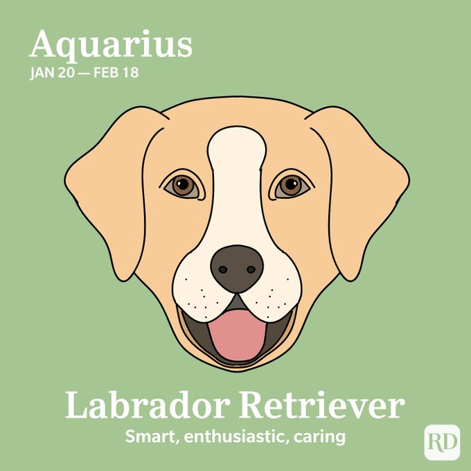 Aquarius: Labrador