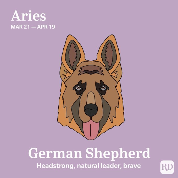 Aries: German Shepherd