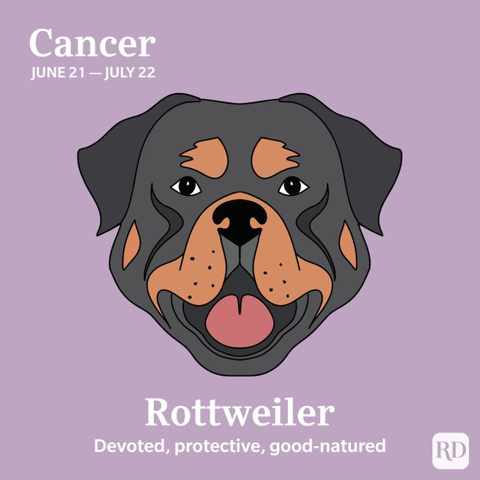 Cancer: Rottweiler