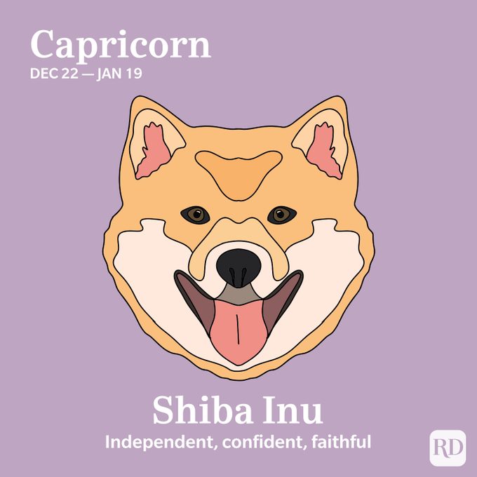 Capricorn: Shiba Inu