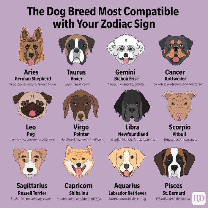 Which Dog Breed Matches your Zodiac Sign?