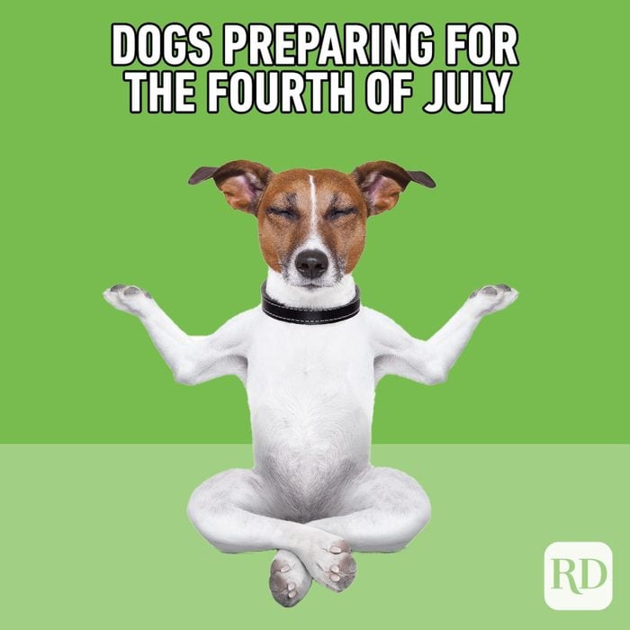 Dogs Preparing For The Fourth Of July
