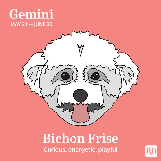 Gemini: Bichon Frise