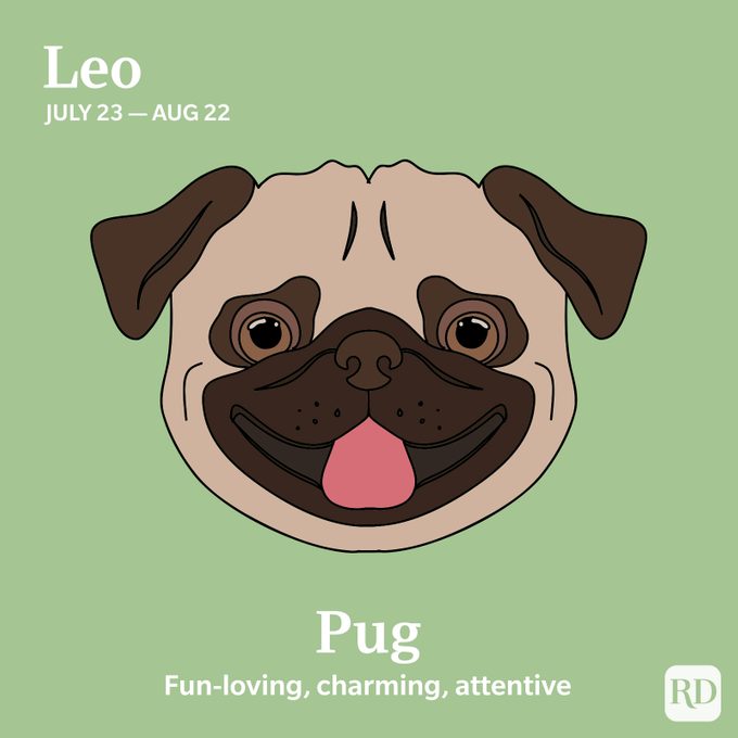 Leo: Pug
