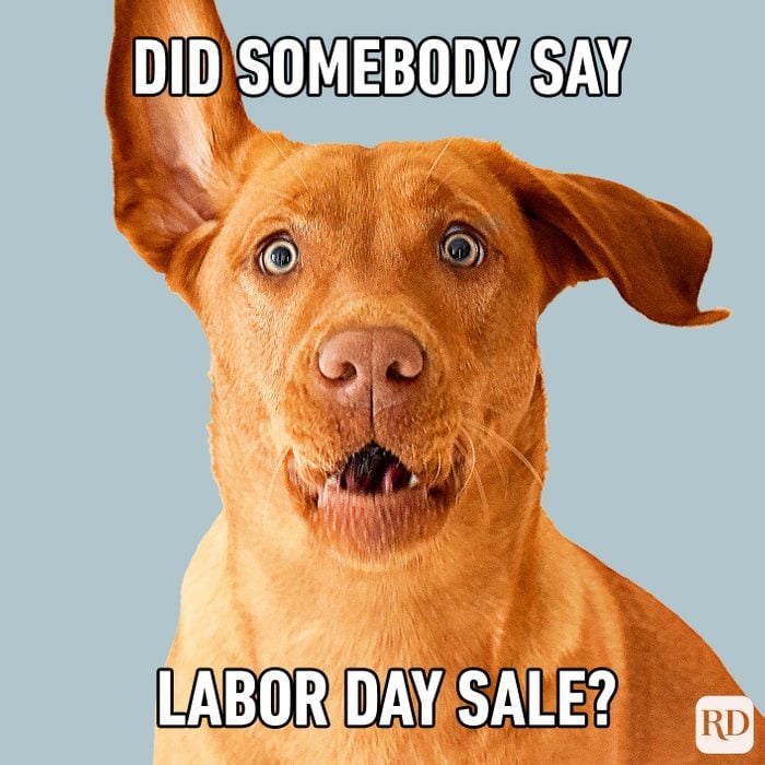 Meme text: Did somebody say Labor Day sale?