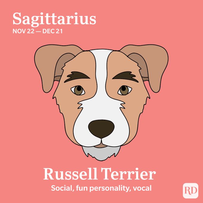 Sagittarius: Russell Terrier