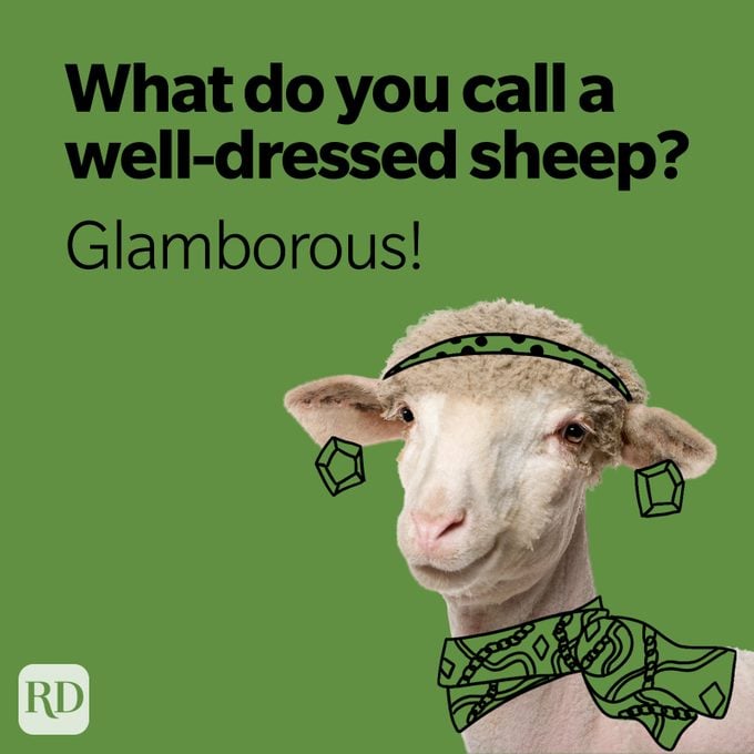 what do you call a well dressed sheep? glamborous