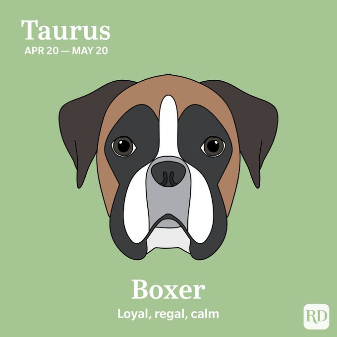 Taurus: Boxer