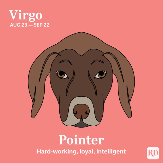 This Is the Dog Breed That's Most Compatible with Your Zodiac Sign |  Reader's Digest
