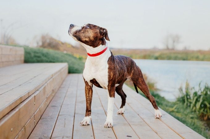 American Staffordshire terrier dog standing outside
