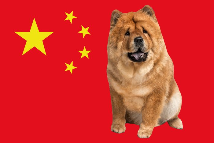 Chinese Dog Breeds Ft Rectangle2