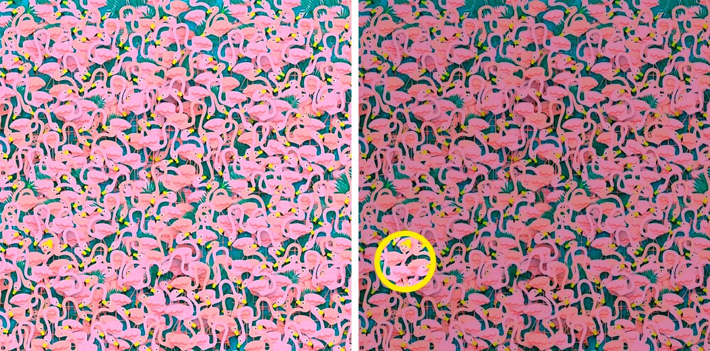 Find the dancer among the flamingos puzzle next to solution image
