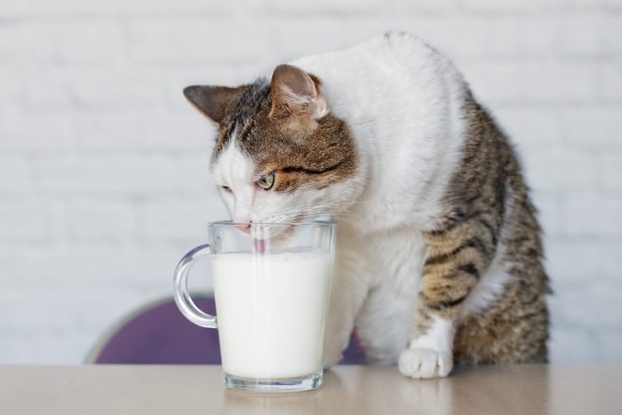 Cat Drinking Milk From Cup On Table