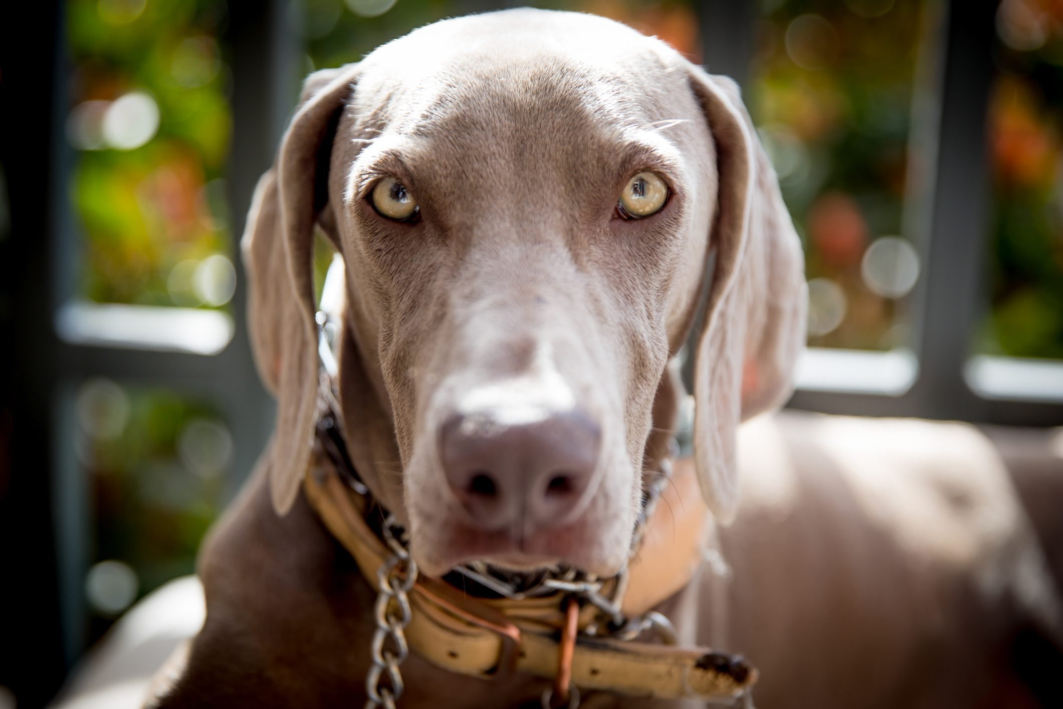 10 Dog Breeds with Beautiful Green Eyes | Reader's Digest