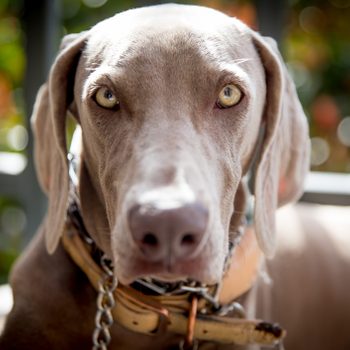 Weimaraner Dog with light eyes staring at the camera outdoors