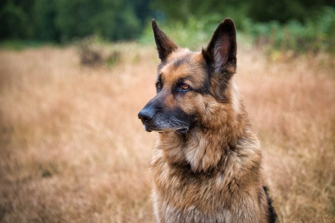 Portrait of a German shepherd
