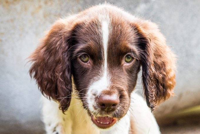 English Springer Spaniel Puppy laying down looking very cute