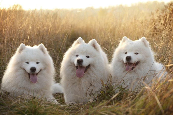 three Samoyed dogs sitting in a field