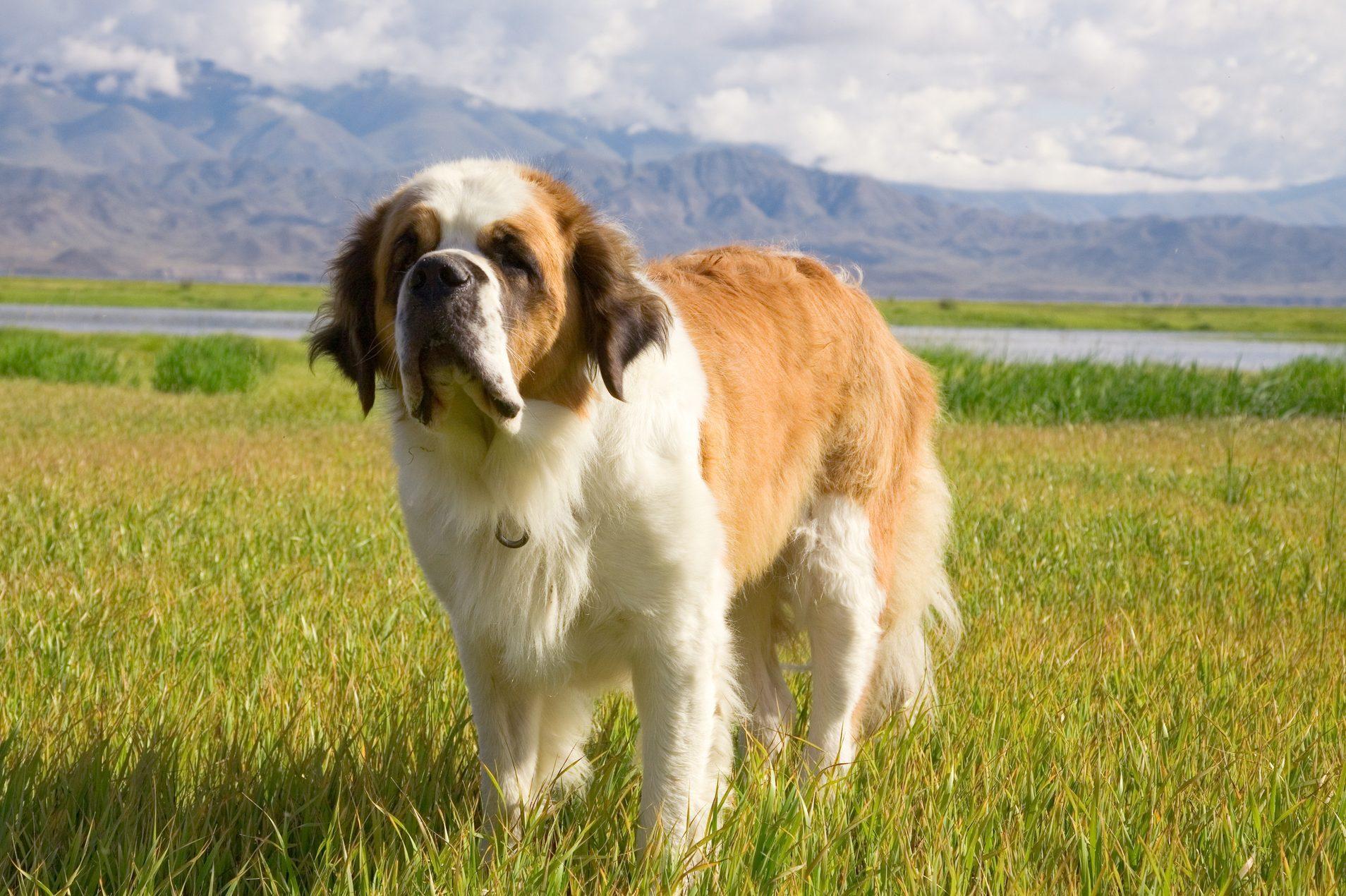 25 Giant Dog Breeds — Huge Dogs | Reader's Digest