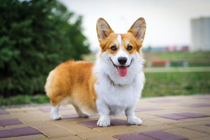 Portrait of Pembroke Welsh Corgi dog outdoors in the park on a sunny summer day.