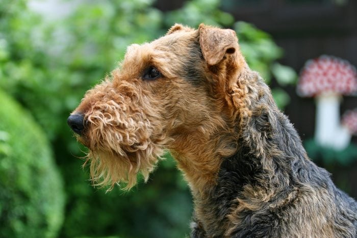 Close-Up Of Airedale terrier Dog Outdoors