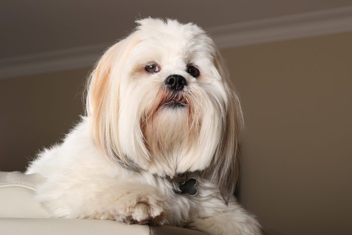 Lhasa Apso sitting inside at home