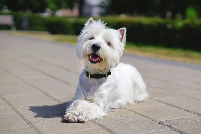 Feliz perro West Highland White Terrier tirado al aire libre sobre azulejos con patas cruzadas en un parque de la ciudad en verano
