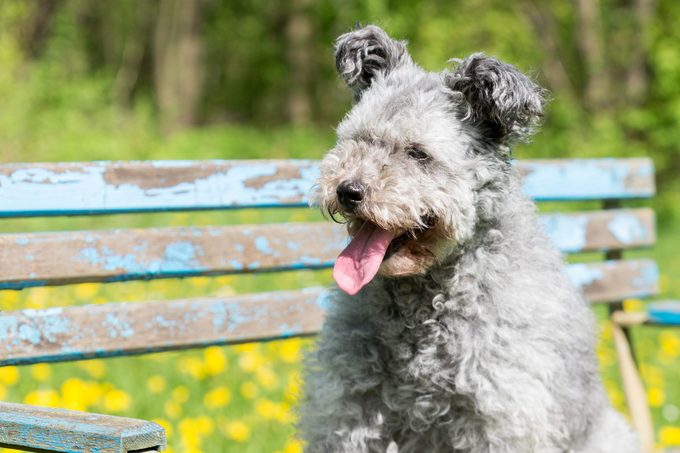 A Pumi breed dog sitting on a bench