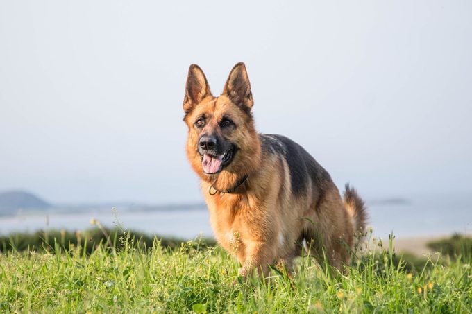 full body portrait of German Shepherd Dog outdoors